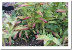 Exposed to the Right then optimised. Exposed to the Right then optimised.