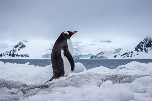 Tom Jenks Antarctic-2