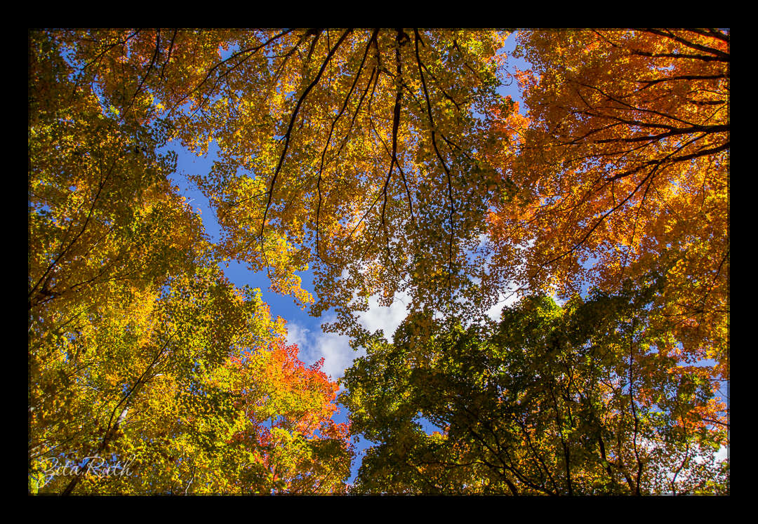 Michelle OSCC Gallery 11