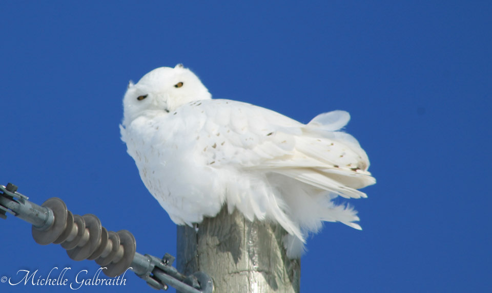 Michelle OSCC Gallery 2