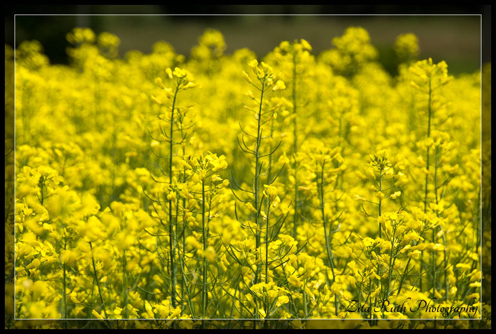 Michelle OSCC Gallery 6