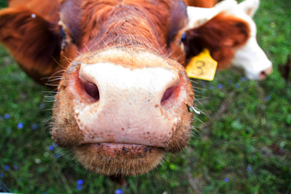 Michelle OSCC Gallery 7