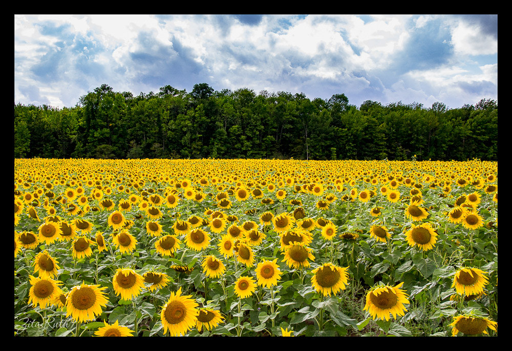 Michelle OSCC Gallery 8