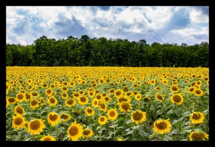 Michelle OSCC Gallery 8